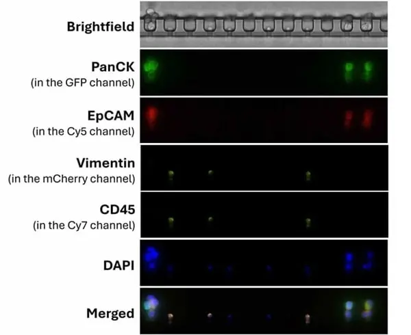 Anti Human Cytokeratin (Pan Reactive) Antibody, clone C-11 gallery image 6