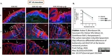 Anti Human Cytokeratin (Pan Reactive) Antibody, clone C-11 gallery image 8