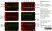 Anti DAZL Antibody, clone 3/11A thumbnail image 1