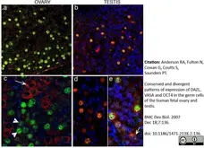 Anti DAZL Antibody, clone 3/11A gallery image 10
