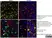 Anti DAZL Antibody, clone 3/11A thumbnail image 10