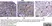Anti DAZL Antibody, clone 3/11A thumbnail image 11