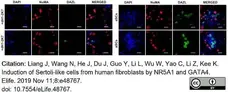 Anti DAZL Antibody, clone 3/11A gallery image 12