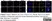 Anti DAZL Antibody, clone 3/11A thumbnail image 12