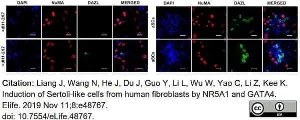 Anti DAZL Antibody, clone 3/11A gallery image 12