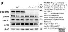 Anti DAZL Antibody, clone 3/11A gallery image 13