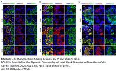 Anti DAZL Antibody, clone 3/11A gallery image 14