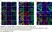 Anti DAZL Antibody, clone 3/11A thumbnail image 14