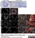 Anti DAZL Antibody, clone 3/11A thumbnail image 2