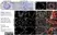 Anti DAZL Antibody, clone 3/11A thumbnail image 2
