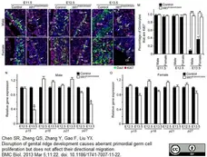 Anti DAZL Antibody, clone 3/11A gallery image 4