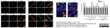 Anti DAZL Antibody, clone 3/11A gallery image 5