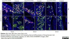 Anti DAZL Antibody, clone 3/11A gallery image 7