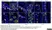 Anti DAZL Antibody, clone 3/11A thumbnail image 7
