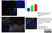 Anti DAZL Antibody, clone 3/11A thumbnail image 8