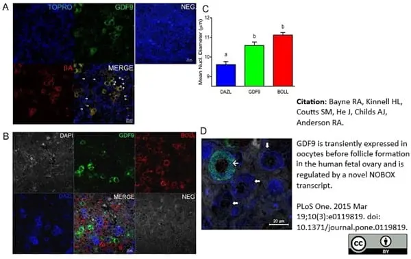 Anti DAZL Antibody, clone 3/11A gallery image 8