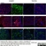 Anti DAZL Antibody, clone 3/11A thumbnail image 9