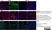 Anti DAZL Antibody, clone 3/11A thumbnail image 9