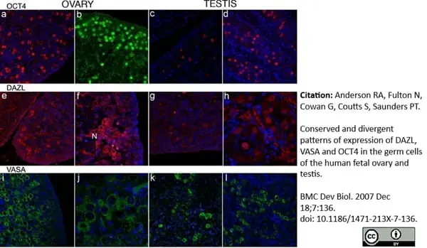 Anti DAZL Antibody, clone 3/11A gallery image 9