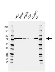 Anti DDX3X Antibody, clone AB04/4C5 (PrecisionAb Monoclonal Antibody) gallery image 1