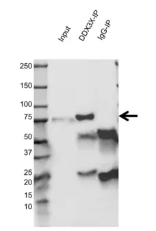 Anti DDX3X Antibody, clone AB04/4C5 (PrecisionAb Monoclonal Antibody) gallery image 2