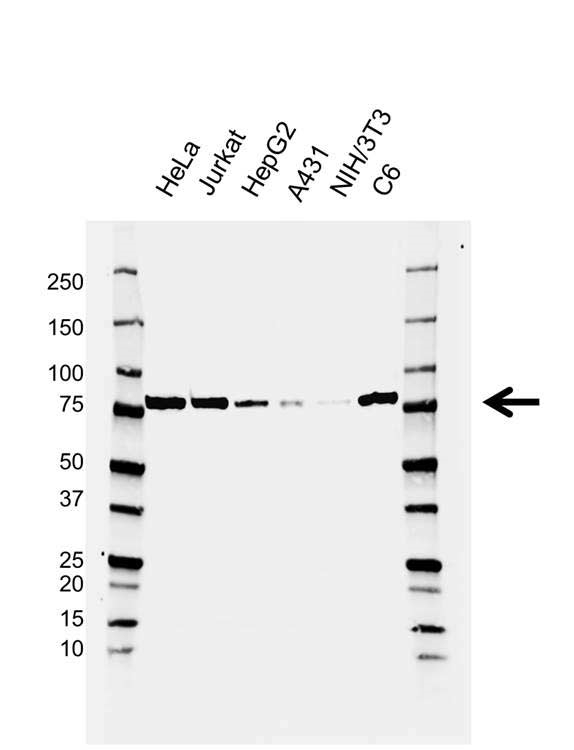 Anti DDX3X Antibody, clone AB04/4C5 (PrecisionAb Monoclonal Antibody) gallery image 1