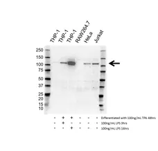Anti DDX58 Antibody, clone AbD28461 (PrecisionAb Monoclonal Antibody) gallery image 1