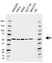 Anti Dek Antibody, clone AB02/2G4 (PrecisionAb Monoclonal Antibody) thumbnail image 1