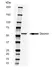 Anti Human Desmin Antibody, clone AbD03744 thumbnail image 2