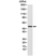 Anti Desmin Antibody, clone RM234 thumbnail image 1