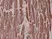 Anti Desmin Antibody, clone RM234 thumbnail image 2
