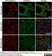 Anti Human Desmoglein 3 Antibody, clone 5G11 thumbnail image 1