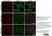 Anti Human Desmoglein 3 Antibody, clone 5G11 thumbnail image 1