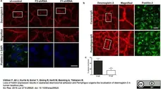 Anti Human Desmoglein 3 Antibody, clone 5G11 gallery image 2