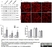 Anti Human Desmoglein 3 Antibody, clone 5G11 thumbnail image 4