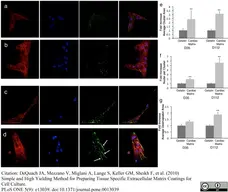 Anti Desmoplakin 1/2 Antibody, clone DP-2.15 gallery image 1
