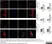 Anti Desmoplakin 1/2 Antibody, clone DP-2.15 thumbnail image 1