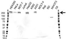 Anti Desmoplakin Antibody, clone 20B6 (PrecisionAb Monoclonal Antibody) gallery image 1