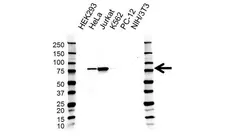Anti Diacylglycerol Kinase Alpha Antibody, clone OTI3G7 (PrecisionAb Monoclonal Antibody) gallery image 1