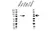Anti Diacylglycerol Kinase Alpha Antibody, clone OTI3G7 (PrecisionAb Monoclonal Antibody) thumbnail image 1
