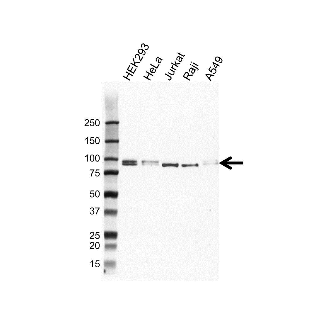 Anti Dishevelled 2 Antibody, clone OTI7C7 (PrecisionAb Monoclonal Antibody) gallery image 1