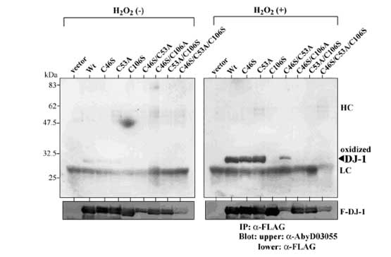 Anti Human DJ-1 (Oxidized at C106) Antibody, clone AbD03055 gallery image 1