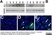 Anti Human DJ-1 (Oxidized at C106) Antibody, clone AbD03055 thumbnail image 3