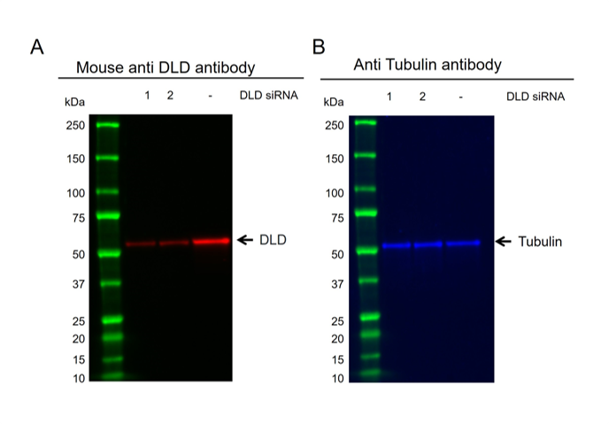 Anti DLD Antibody, clone OTI6D5 (PrecisionAb Monoclonal Antibody) gallery image 2