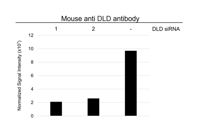 Anti DLD Antibody, clone OTI6D5 (PrecisionAb Monoclonal Antibody) gallery image 3