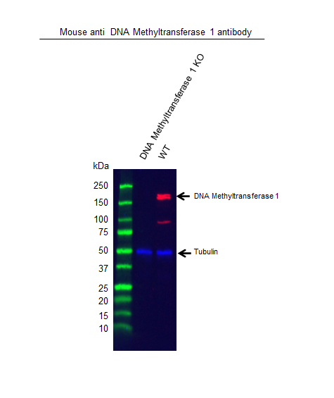 Anti DNA Methyltransferase 1 Antibody, clone 7C11A2 (PrecisionAb Monoclonal Antibody) gallery image 2