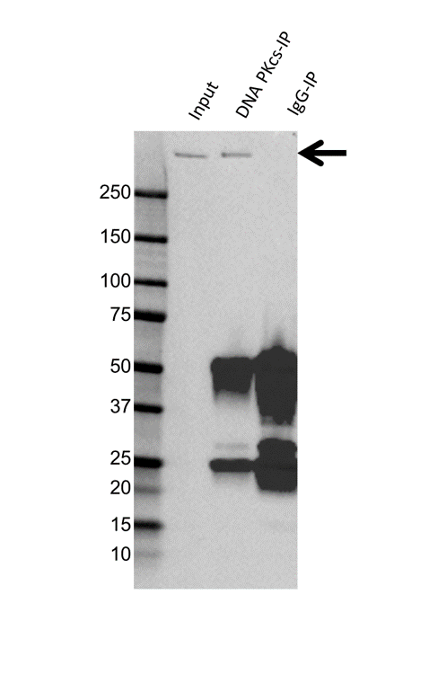 Anti DNA PKcs Antibody, clone AB02/2H1 (PrecisionAb Monoclonal Antibody) gallery image 2