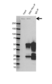 Anti DNA PKcs Antibody, clone AB02/2H1 (PrecisionAb Monoclonal Antibody) thumbnail image 2
