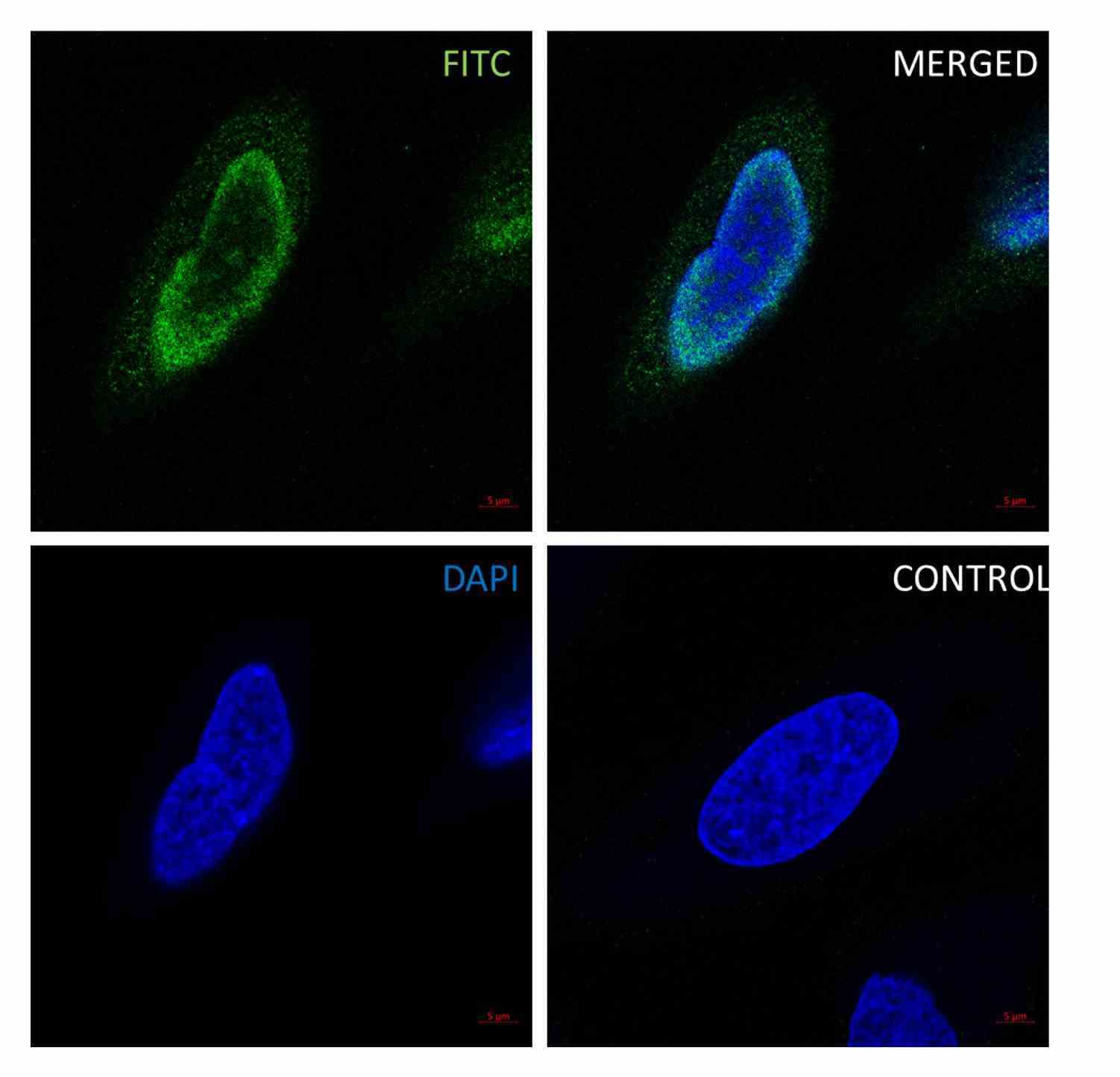 Anti DNA PKcs Antibody, clone AB02/2H1 (PrecisionAb Monoclonal Antibody) gallery image 3