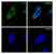 Anti DNA PKcs Antibody, clone AB02/2H1 (PrecisionAb Monoclonal Antibody) thumbnail image 3